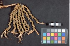 Foto (Detailansicht) von Frauenhaarschmuck aus Süßwasserschnecken (NHMW-ZOO-MO-0081100-ETH-130)